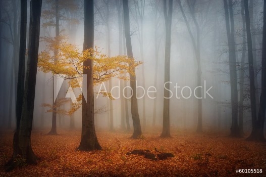 Bild på Mystic tree in the foggy forest